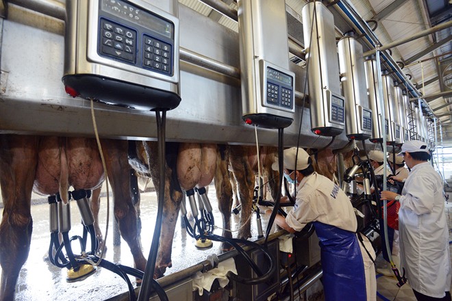 Tuyển sinh thực tập sinh đi làm việc tại Nhật Bản ngành nghề Vắt sữa bò